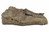 Fossil Hadrosaur (Edmontosaurus) Maxilla - Wyoming #350600-1
